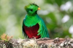 quetzal