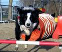 Agility-Dog