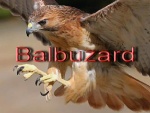 Balbuzard