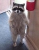 Mr_Racoon