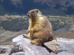 Readingmarmotte