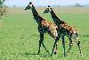 girafe