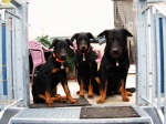 schwabenbeauceron