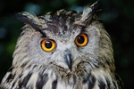 loulou le hibou