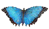 Butterflies Btfly311
