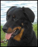 beauceron72