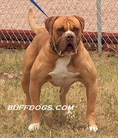 bandog