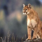 Cougar