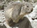 Marmotte