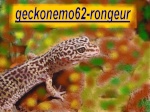 geckonemo62-rongeur