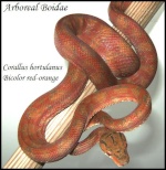 ArborealBoidae