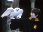 Harry Potter [inactif]