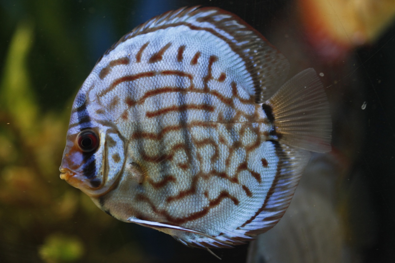 Discus "turquoise"