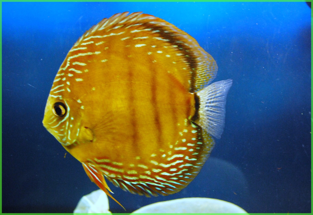 Discus Vert de Japura