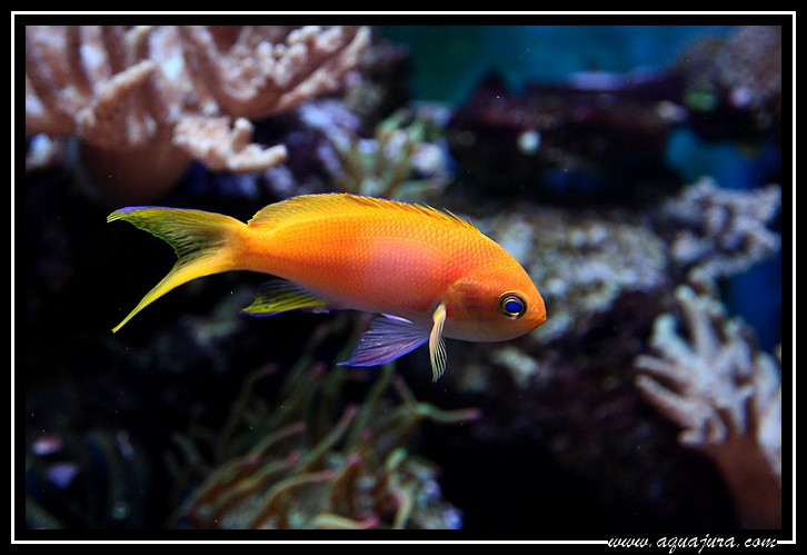 pseudanthias pleurotaenia