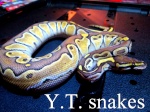 YTsnakes