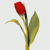 CrimsonTulip