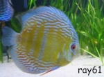 ray61