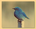 BlueBird