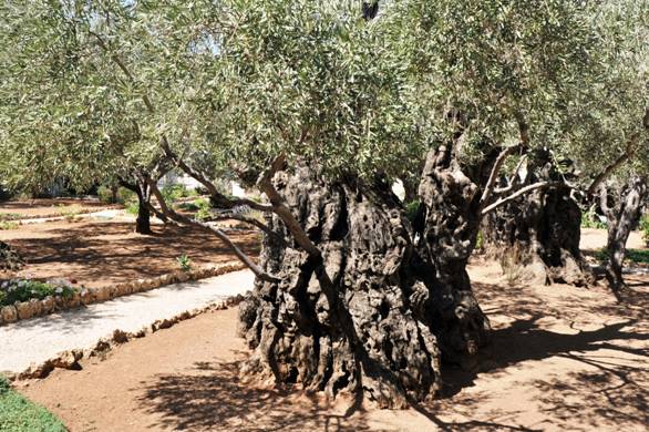 Ölbaum in Jisrael