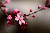 Flores Del Campo