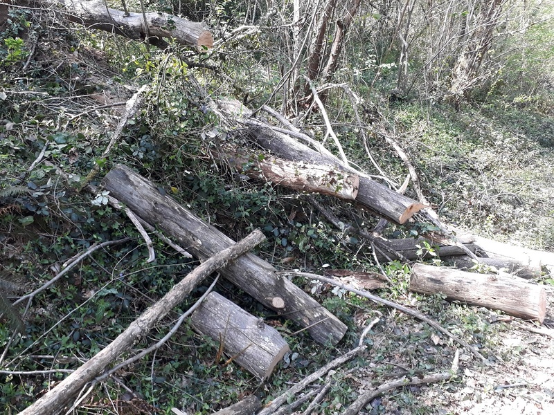 Sèchage du bois mort ?  20180410_800x600