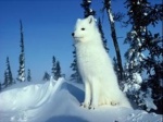 Snow Fox