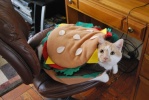 CatBurgers