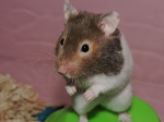 HelloHamster