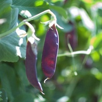 PurplePea