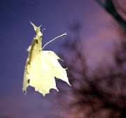 leafInTheWind