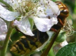 Abeilles, guêpes, fourmis... (Hyménoptères) 4-86