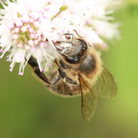 Hôtels à insectes 81-90