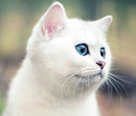 white cat