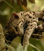 Leopardenpfote