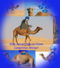 Jello on a Camel Contest Results