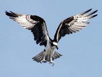 Osprey