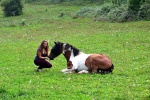 Horsetobiano