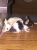 My current pair of mice. Zero is the grey/brown and white, NinetyNine is the black and white banded.