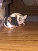 My current pair of mice. Zero is the grey/brown and white, NinetyNine is the black and white banded.