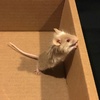 Personal album of casualmousemom Scout10