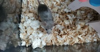 Mice Wanted/Available 1777-51