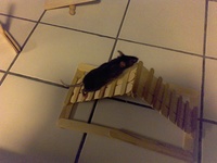 Mouse Behavior 95-42