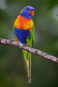 Lorikeet