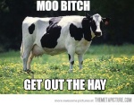 moo-moo-cow