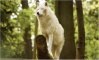 Loups blancs 17-04-10