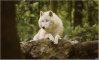 Loups blancs 17-04-11