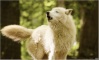 Loups blancs 17-04-12