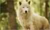 Loups blancs 17-04-13