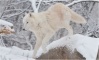 Loups blancs 28-12-10